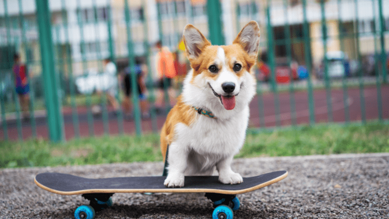 corgi